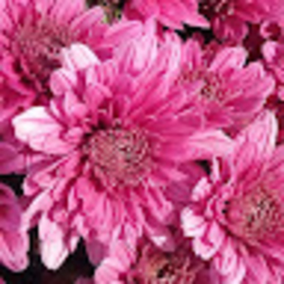 Meet your Posher, Chellsi - Picture 1 of 1